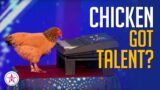 WOW! Chicken Playing Piano And SHOCKS Everyone on America's Got Talent!