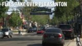 Why Does Downtown Pleasanton Have a Fly Problem?