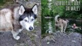 Wild Swim In Wales! Wow! Husky Wimps Out
