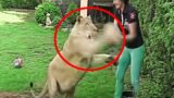 Woman jumps Into zoo Cage to get up close with African lion