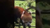 ldshadowlady feeding a red panda