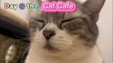 11+ Cute Cats | Sleeping, Walking, Stoning | Day at the Cat Cafe 2022