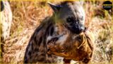 45 Brutal Moments Lion Vs Hyena Vs Leopard Fight – Wildlife Moments