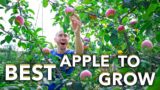 7 Simple Tips for Growing Apples in the Garden, THE MOST DISEASE RESISTANT APPLE TREE ON THE PLANET!
