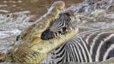 7 momentos aterrorizantes quando crocodilo ataca animais