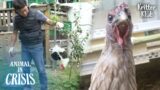 A Rooster That Escaped From Home Faces A Disaster.. l Animal in Crisis Ep 337