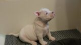 AMERICAN BULLY PUPPIES FOR SALE CAPONE X LUNA