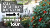 APRIL GARDEN TOUR OF A SMALL SUBURBAN BACKYARD GARDEN  IN SPRING | California Zone 9B Kitchen Garden