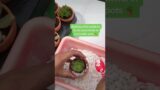 Adding pebbles to succulents in terracotta pots #succulents #asmr #asmrsounds #satisfying #shorts