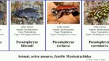 Animal, ordre anoures, famille Myobatrachidae pseudophryne uperoleia crinia mixophyes major rugosa