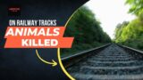 Animals killed on the Indian railway tracks