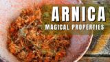 Arnica Magical Properties