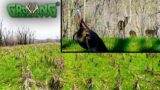 Attract Deer and Turkey All Year to Your Food Plots (696)