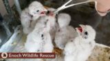 Baby Kestrel Falcons | Raised & Released