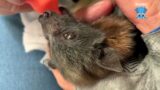 Baby flying-foxes in care:  Sforzando and Poggi with Maggie