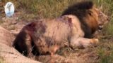 Brothers in Blood : The Lions of Sabi Sand