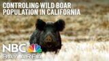 California Tries to Control Wild Pig Problem