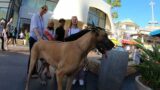 Cash 2.0 Great Dane at The Grove and Farmers Market in Los Angeles 26