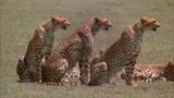 Cheetahs: Against All Odds – PBS Specials