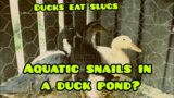 Crops, Slugs, Ducks, Aquatic Snails/ Balancing Micro Ecosystem