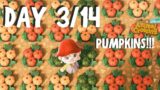 DAY 3: Pumpkin Patch Entrance! |14-DAY-CHALLENGE | Animal Crossing: New Horizons