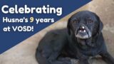 Dog without a snout completes 9 glorious years at VOSD!