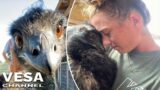 Emmanuel the emu is fighting for his life after avian flu strikes his farm