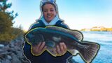 Fall Run Blackfish – FRESH CAUGHT CRABS – Surf Fishing Long Island – Smooch and Release – FOOD CHAIN
