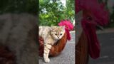 # Funny Animal Videos 2022 -Funniest Cats4