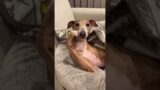 Funny Dogs Compilation
