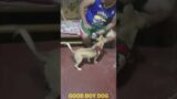 GOOD BOY SMART DOG