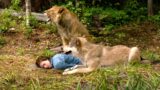 Girl Fell Into A Coma, The Wolf And The Lion Stayed By Her Side Using Their Bodies To Keep Her Warm!