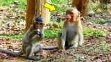 Good Boy !! Jody Monkey Look So Hungry Steal Looking Jazzy Monkey`s Food But No Grabbing Sibling.