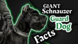 Good Guard Dogs in 2022: The Giant Schnauzer
