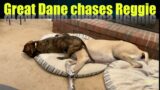 Great Dane Chases Reggie