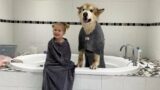 Have We Fixed Phil?? Adorable Baby Girl Convinces Giant Sulking Dog To Take A Bath! (Cutest Duo!!)