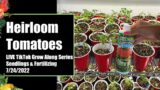 Heirloom Tomato Grow Along LIVE TikTok Session #2