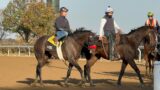 Hot Rod Charlie, Epicenter, Golden Pal, and more: Breeders' Cup Training 10/22/22