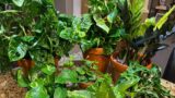 Houseplant Chores | Soil Mixed | Clean & Reuse Terracotta Pots | Repot With Me | Relaxing