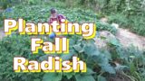 How To Plant Fall Radish In The Deep Mulch Garden 8-31-2022
