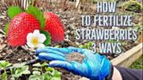 How to Fertilize Strawberry Plants, 3 Ways | #organicfertilizer | #organicgardening