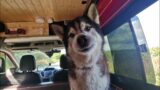 Husky Reacts When His Favourite Food is Unveiled | So Funny!