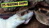 Its Feeding Day!!!! (Snake Island Exotics)
