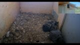 Kestrel eyes pigeon babies: Luckily male pigeon to the rescue. Watch till the end.