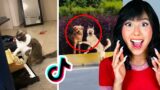 MOST FUNNIEST ANIMALS ON TIKTOK !!!