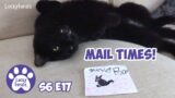 Mail Times For The Cats! S6 E17 Lucky Ferals Cat Videos