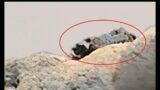 Mars Rover captured signs of life