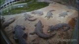 Million Years Stone Park & Crocodile Farm in Pattaya