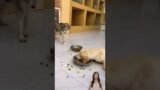 Million views short video || Good heavens. #funny #dog