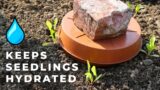 Ollas for Healthy Seedlings During Drought (ancient gardening technique)